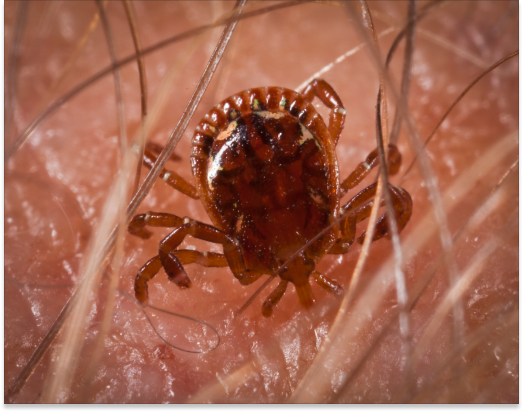 american dog tick