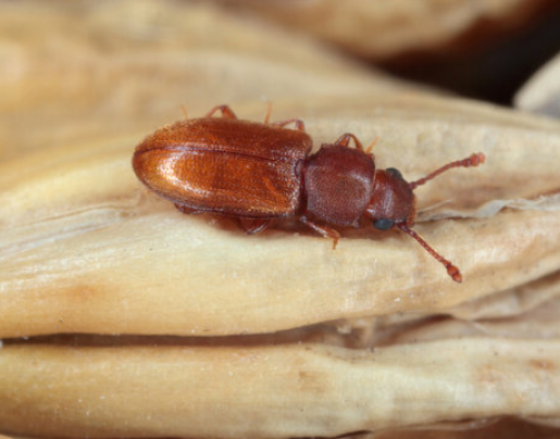 foreign grain beetle