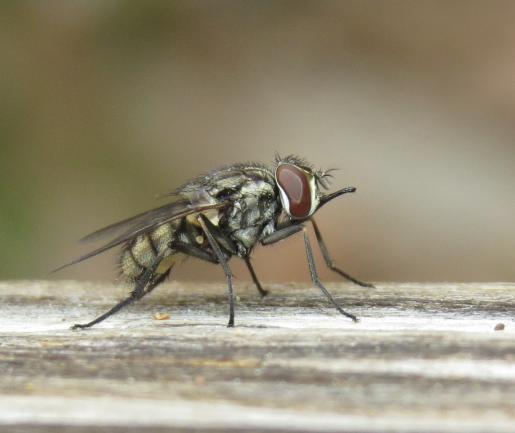 stable fly